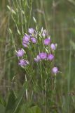 Rose Pink , Sabatia quadrangula