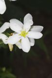 Rose Pink , Sabatia quadrangula