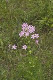 Rose Pink , Sabatia quadrangula