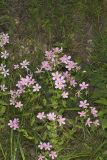 Rose Pink , Sabatia quadrangula
