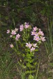 Rose Pink , Sabatia quadrangula