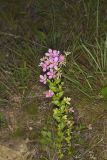 Rose Pink , Sabatia quadrangula