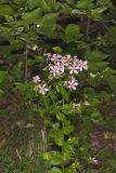 Rose Pink , Sabatia quadrangula