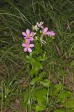 Rose Pink , Sabatia quadrangula