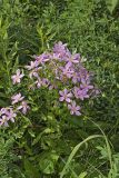 Rose Pink , Sabatia quadrangula