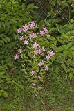 Rose Pink , Sabatia quadrangula