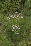 Rose Pink , Sabatia quadrangula