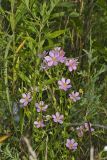 Rose Pink , Sabatia quadrangula