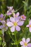 Rose Pink , Sabatia quadrangula