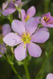 Rose Pink , Sabatia quadrangula