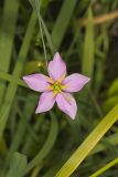 Rose Pink , Sabatia quadrangula