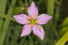 Rose Pink