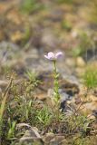 Rose Pink , Sabatia quadrangula