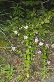 Rose Pink , Sabatia quadrangula