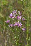 Rose Pink , Sabatia quadrangula