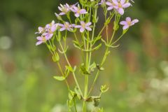 Rose Pink , Sabatia quadrangula