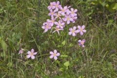 Rose Pink , Sabatia quadrangula