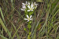 Rose Pink , Sabatia quadrangula
