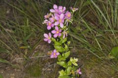 Rose Pink , Sabatia quadrangula