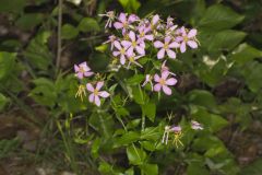 Rose Pink , Sabatia quadrangula
