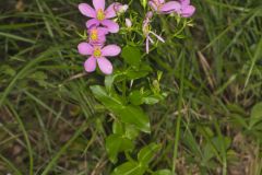 Rose Pink , Sabatia quadrangula