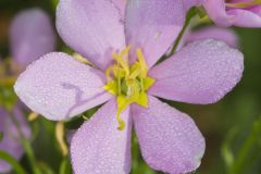 Rose Pink , Sabatia quadrangula