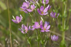 Rose Pink , Sabatia quadrangula