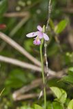Rose Pogonia, Pogonia ophioglossoides