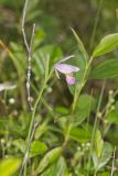 Rose Pogonia, Pogonia ophioglossoides