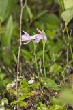 Rose Pogonia, Pogonia ophioglossoides