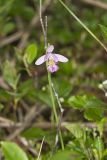 Rose Pogonia, Pogonia ophioglossoides