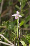 Rose Pogonia, Pogonia ophioglossoides