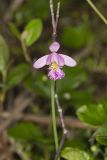 Rose Pogonia, Pogonia ophioglossoides