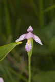 Rose Pogonia, Pogonia ophioglossoides