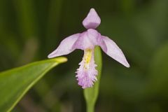 Rose Pogonia