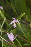 Rose Pogonia, Pogonia ophioglossoides