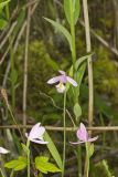 Rose Pogonia, Pogonia ophioglossoides