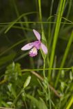 Rose Pogonia, Pogonia ophioglossoides