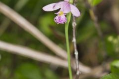 Rose Pogonia, Pogonia ophioglossoides