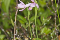 Rose Pogonia, Pogonia ophioglossoides