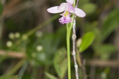 Rose Pogonia, Pogonia ophioglossoides