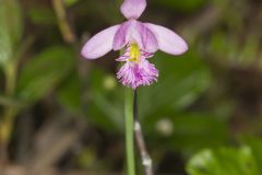 Rose Pogonia, Pogonia ophioglossoides