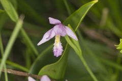 Rose Pogonia, Pogonia ophioglossoides