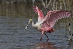 Roseate Spoonbill, Platalea ajaja