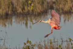 Roseate Spoonbill, Platalea ajaja