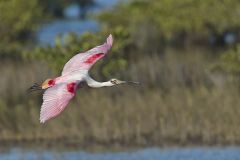 Roseate Spoonbill, Platalea ajaja