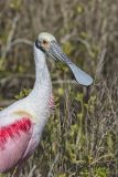 Roseate Spoonbill, Platalea ajaja