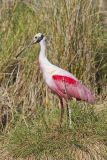 Roseate Spoonbill, Platalea ajaja