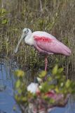 Roseate Spoonbill, Platalea ajaja