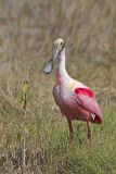 Roseate Spoonbill, Platalea ajaja
